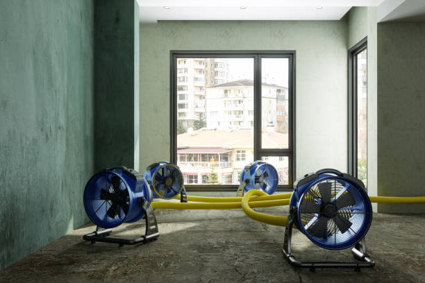 Best Professional water damage repair  in Shelby, MS